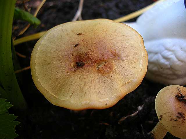 Pholiota spec. (cfr. Pholiota mixta)